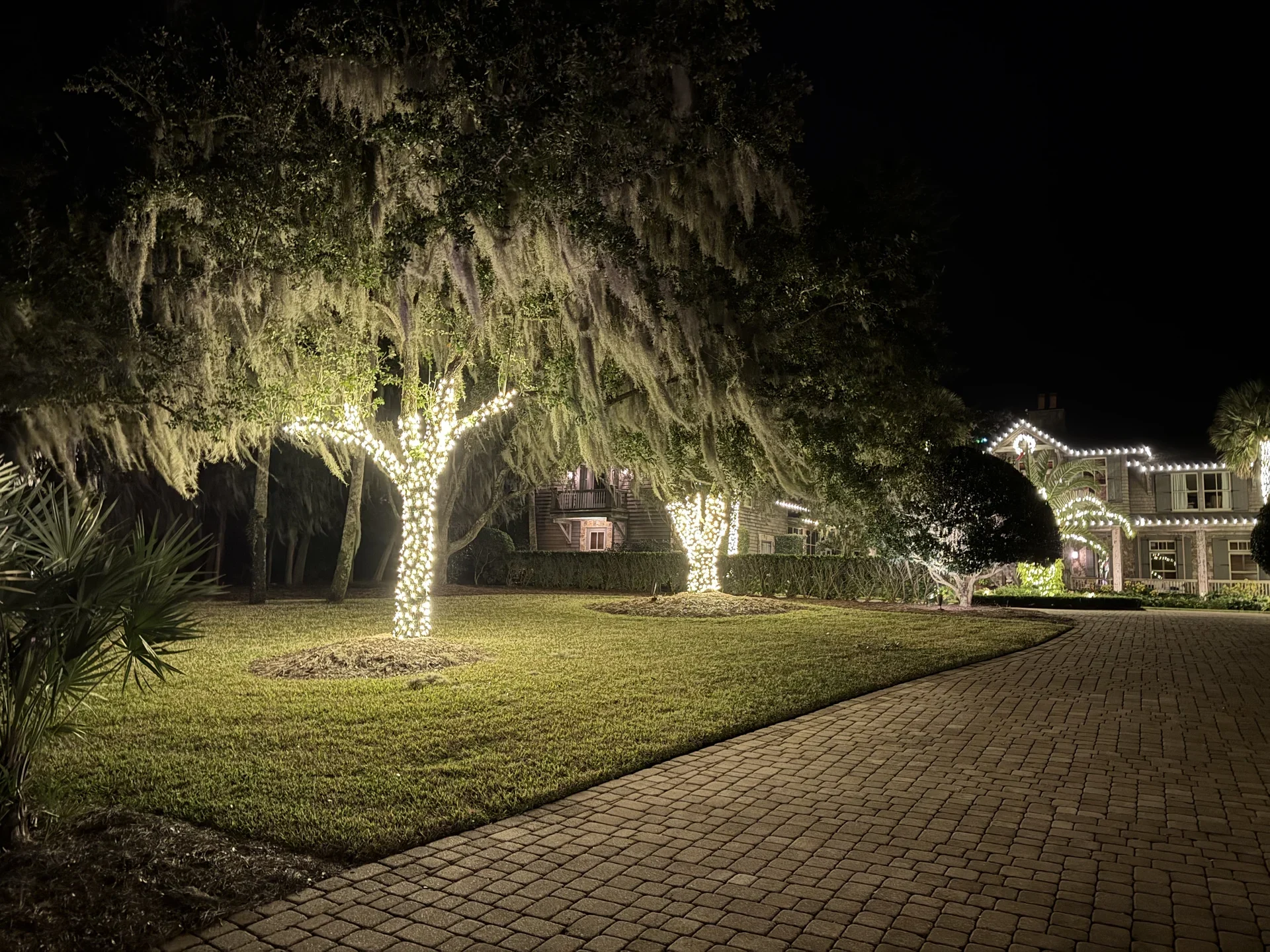 A spreading oak tree wrapped in warm white Christmas lights